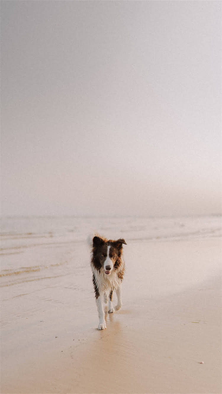 图片 📌博美幼犬饮食全攻略：科学喂养+健康食谱，这7类食物别踩雷！🐾1.jpg
