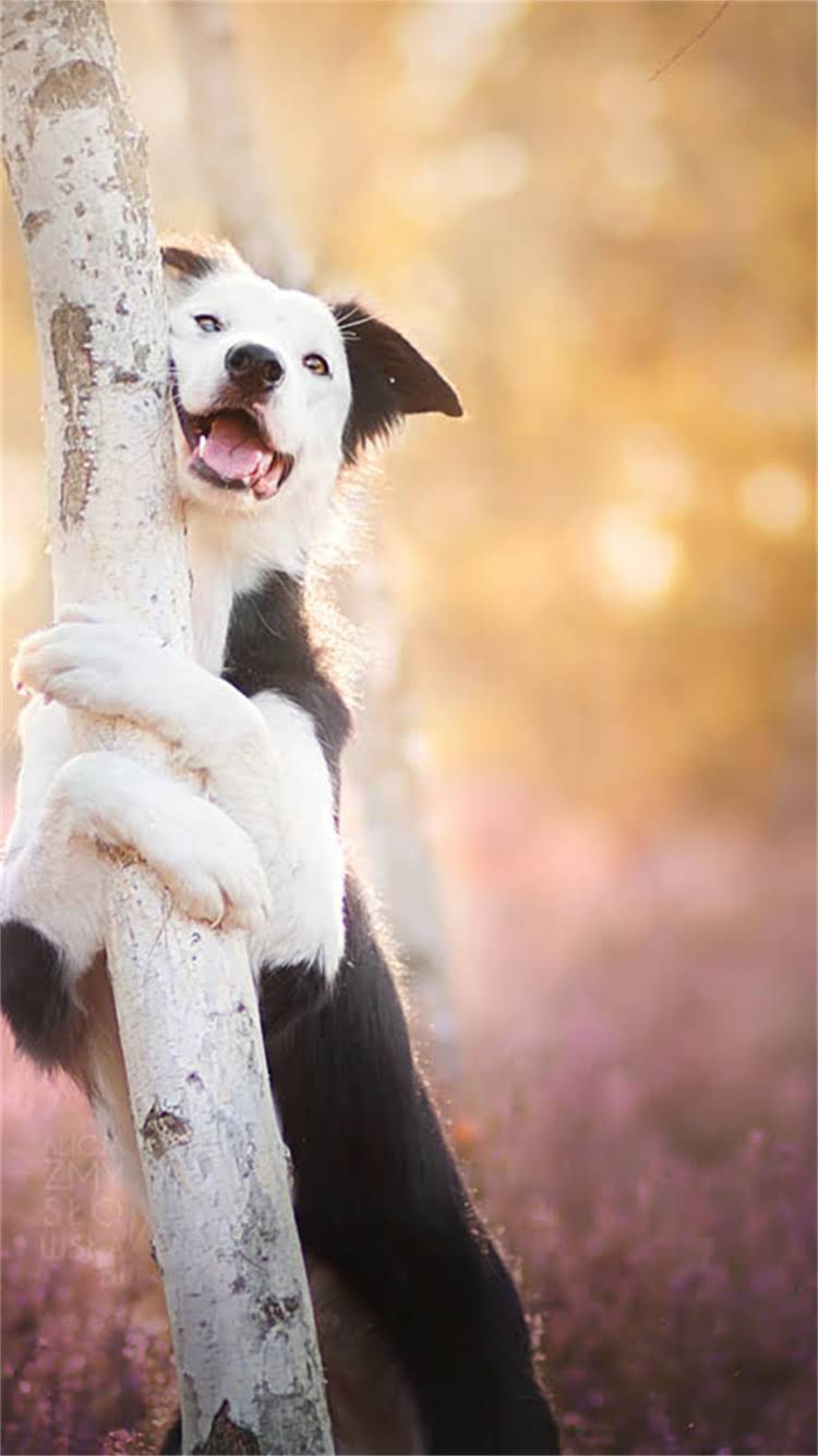 图片 📌博美幼犬饮食全攻略：科学喂养+健康食谱，这7类食物别踩雷！🐾2.jpg