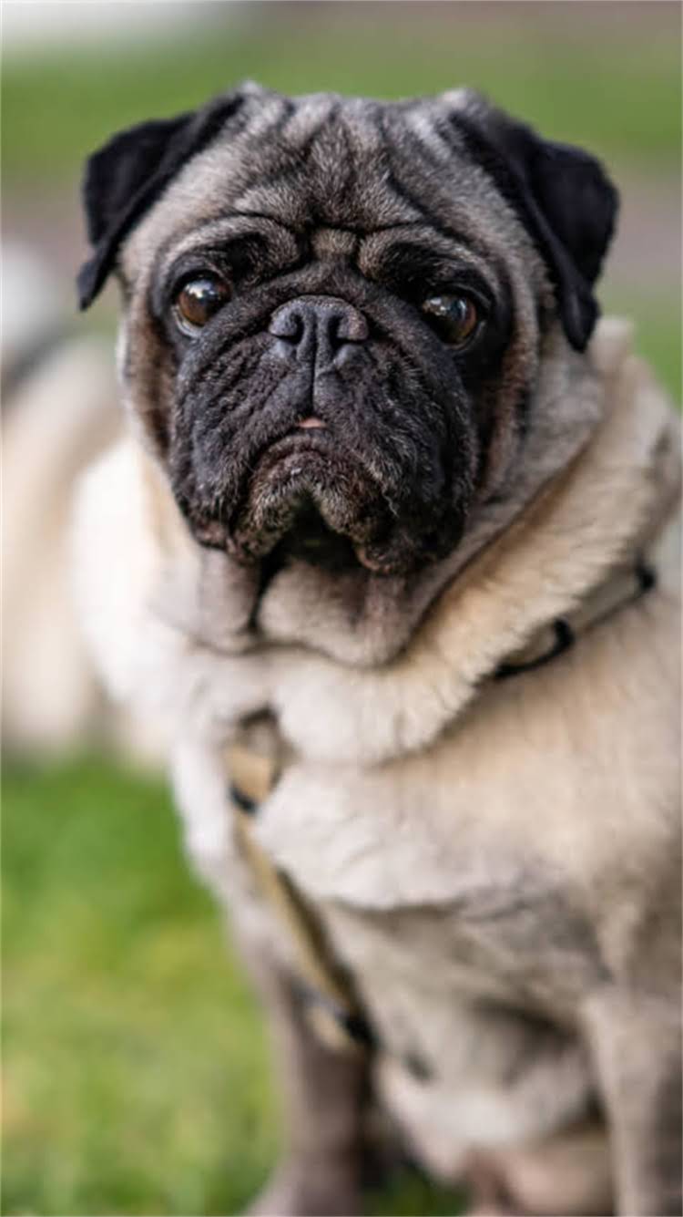 图片 📌最新！全国犬疫苗费用清单+5大避坑指南打疫苗要花多少钱？幼犬成年犬进口疫苗全攻略！1.jpg