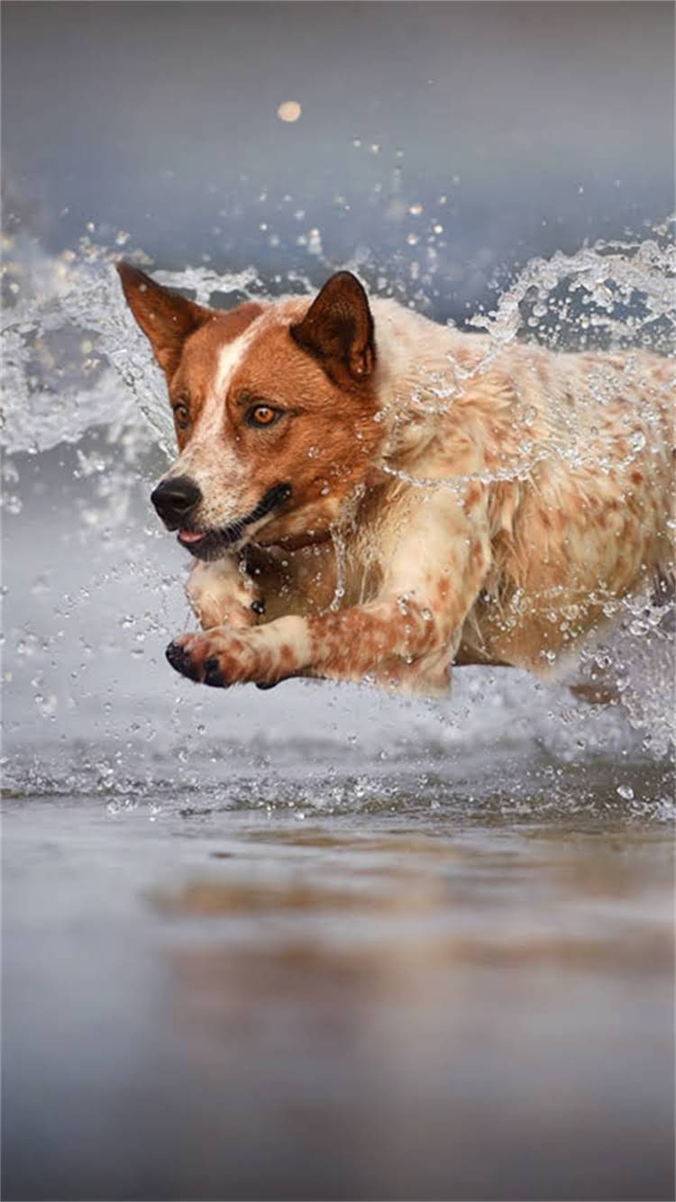 图片 📌狗狗疫苗腿上注射全攻略｜避雷指南+注意事项+常见问题2.jpg