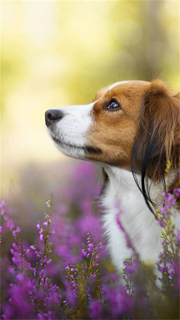 图片 📌白色吉娃娃多少钱一只？最新价格+饲养成本全🐾1.jpg