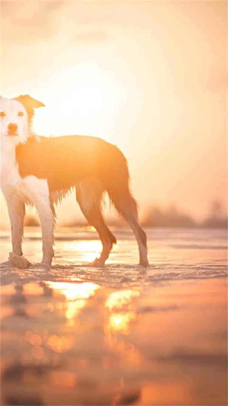 图片 📌贵宾犬分类与品种全｜新手必看！如何选到最适合的毛孩子？1.jpg