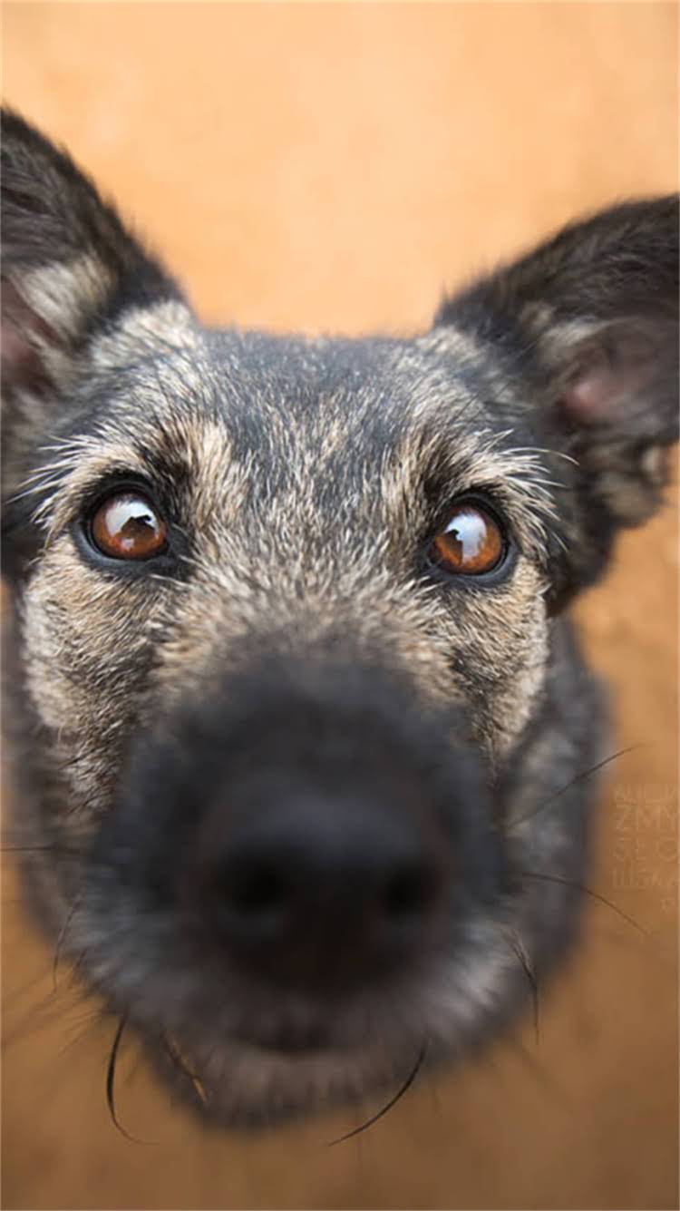 图片 📌贵宾犬分类与品种全｜新手必看！如何选到最适合的毛孩子？2.jpg