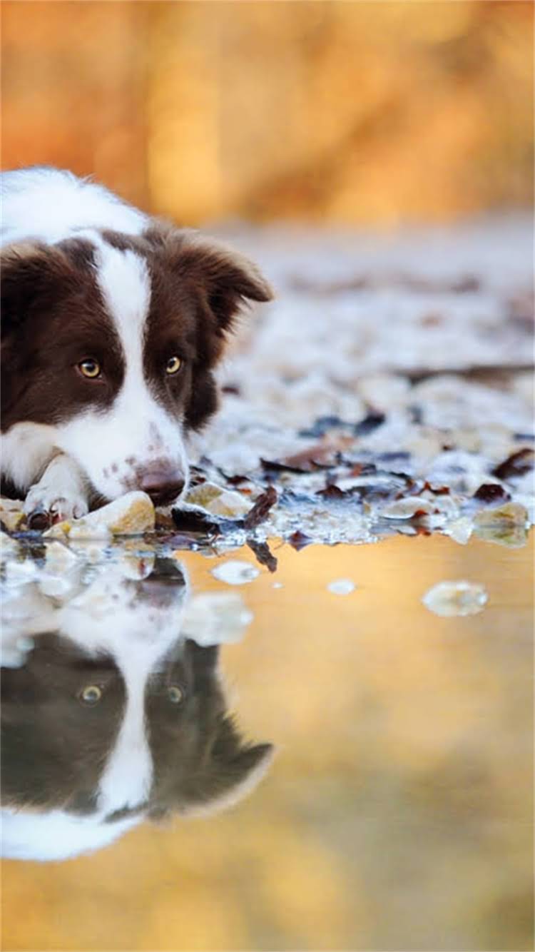 图片 📌金毛幼犬哪里买？全网最全购买渠道+避坑指南🐾1.jpg