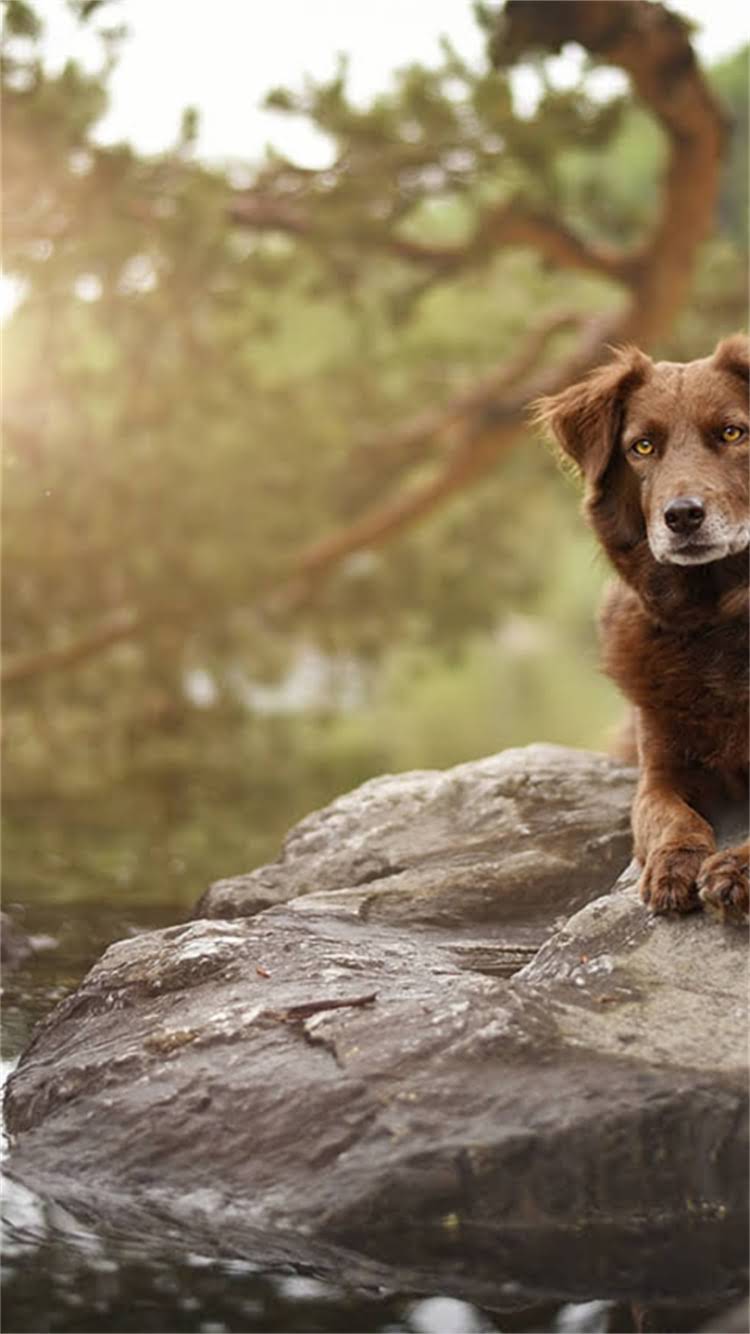 图片 📌阿拉斯加为什么叫阿拉斯加？其名称由来与别称真相2.jpg