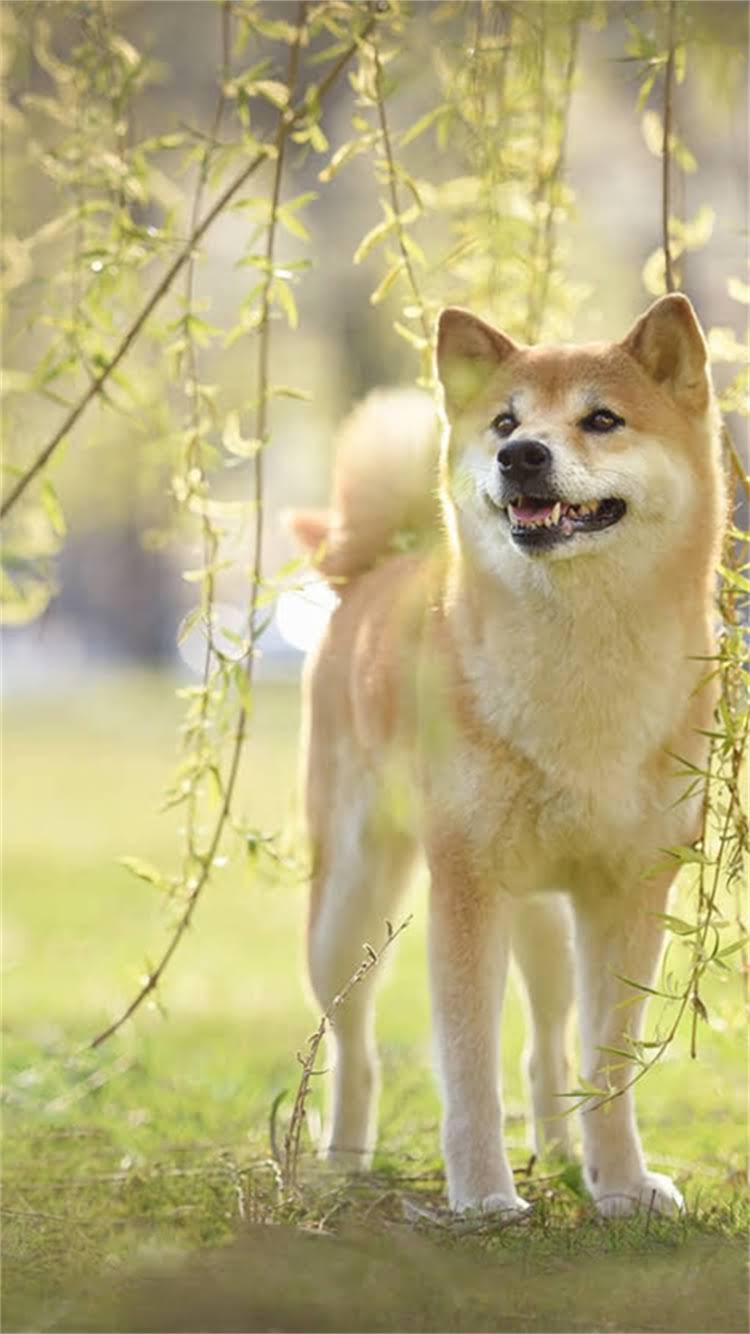 图片 📌阿拉斯加极光帐篷露营：与冰川同眠的极致浪漫体验（附保姆级攻略）.jpg