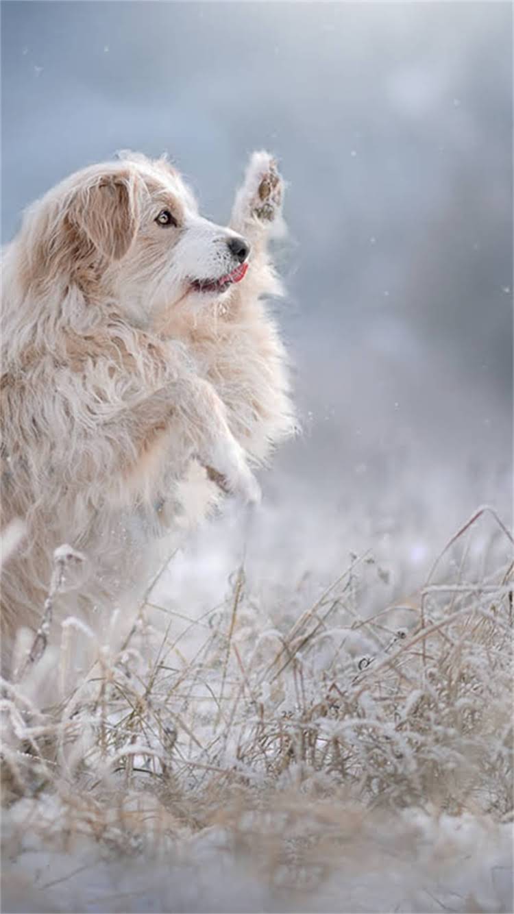 图片 📚雪纳瑞的起源与养护全攻略｜德国国宝犬的百年传承与科学饲养指南🐾.jpg