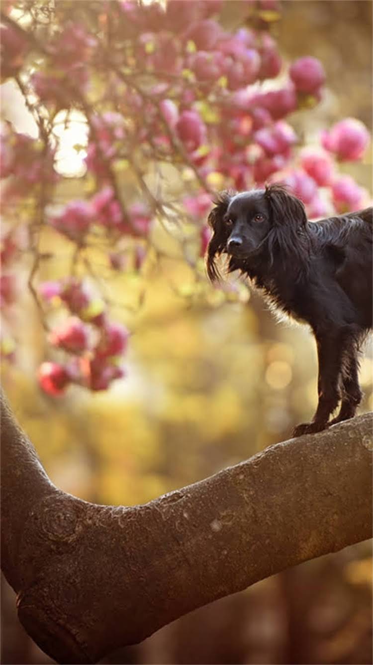 图片 📚雪纳瑞的起源与养护全攻略｜德国国宝犬的百年传承与科学饲养指南🐾2.jpg