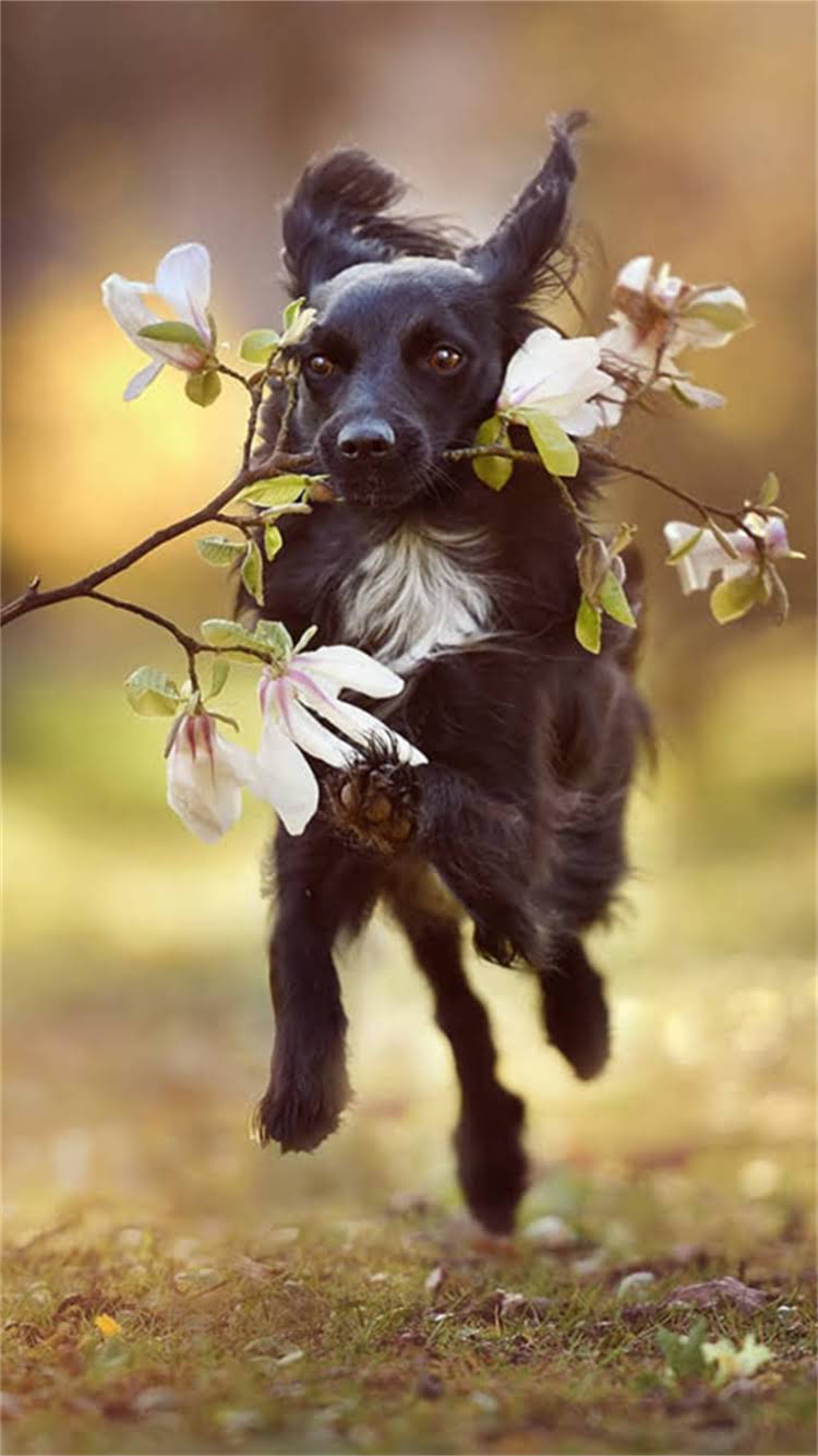 图片 📸阿拉斯加熊版旅行全攻略｜全网独家的熊版阿拉斯加养成手册🐻✈️.jpg