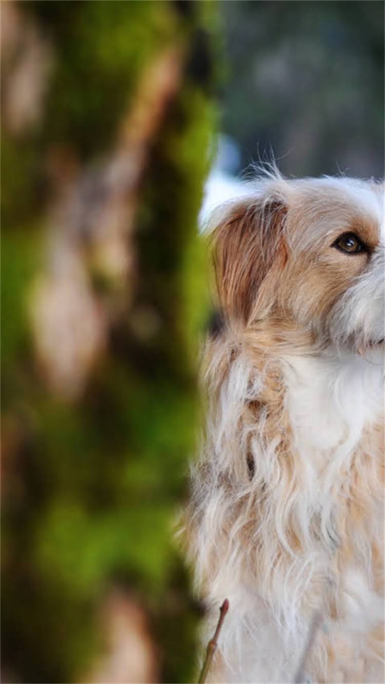 图片 📸阿拉斯加熊版旅行全攻略｜全网独家的熊版阿拉斯加养成手册🐻✈️1.jpg