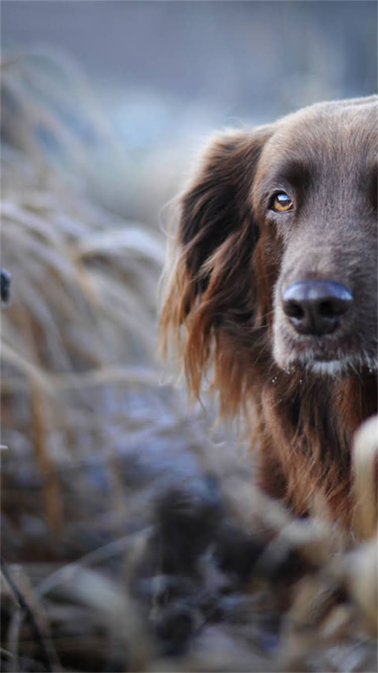 图片 🔍国内哪里能买到纯种柴犬？北京上海广州真实犬舍推荐+避坑指南🔍2.jpg