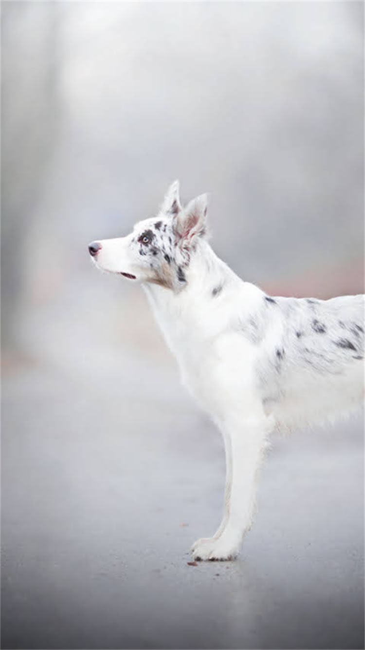 图片 🔍最新哈士奇领养+购买全攻略｜避坑指南+养护秘籍（附渠道清单）.jpg