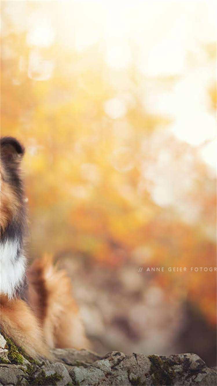 图片 🔍狗狗球虫感染5大症状+全网最全应对指南🐾.jpg