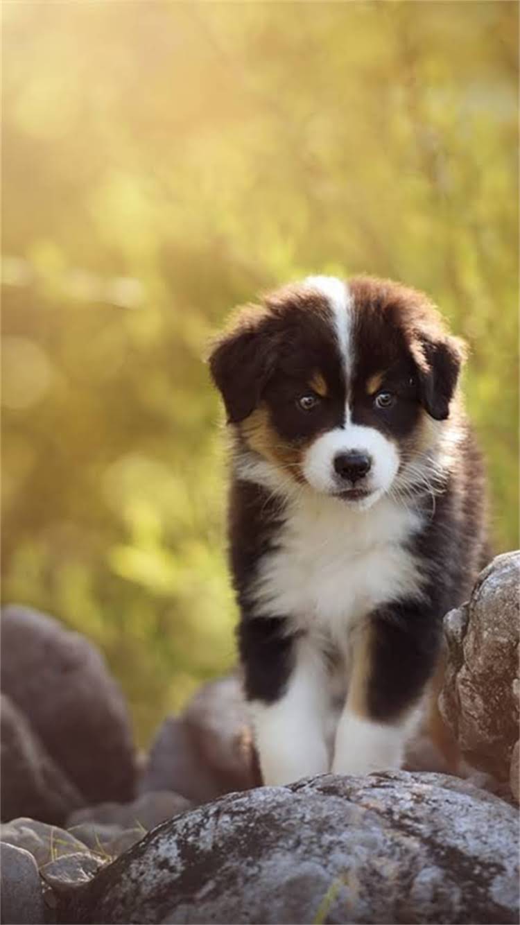 图片 🔍狗狗球虫感染5大症状+全网最全应对指南🐾1.jpg