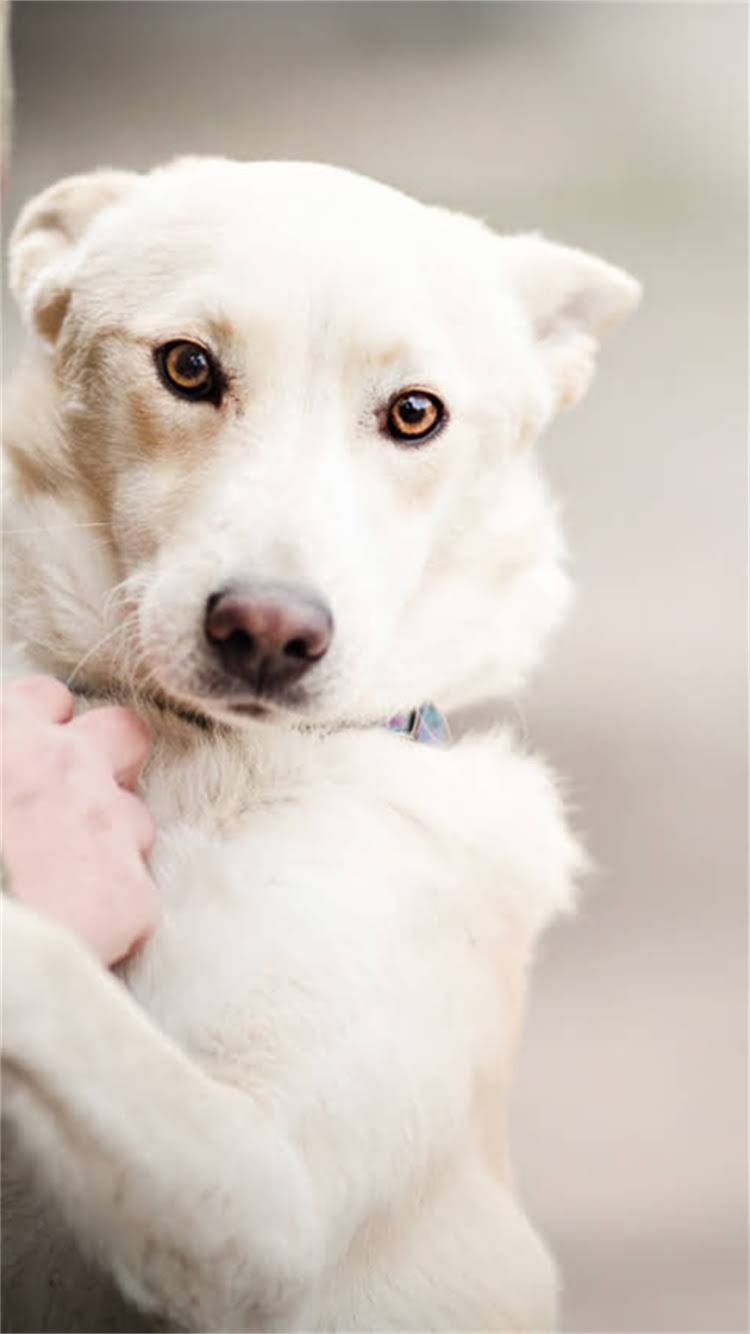 图片 🔍猫咪吃了会中毒吗？3步判断+正确处理方法！附猫粮过期全攻略.jpg