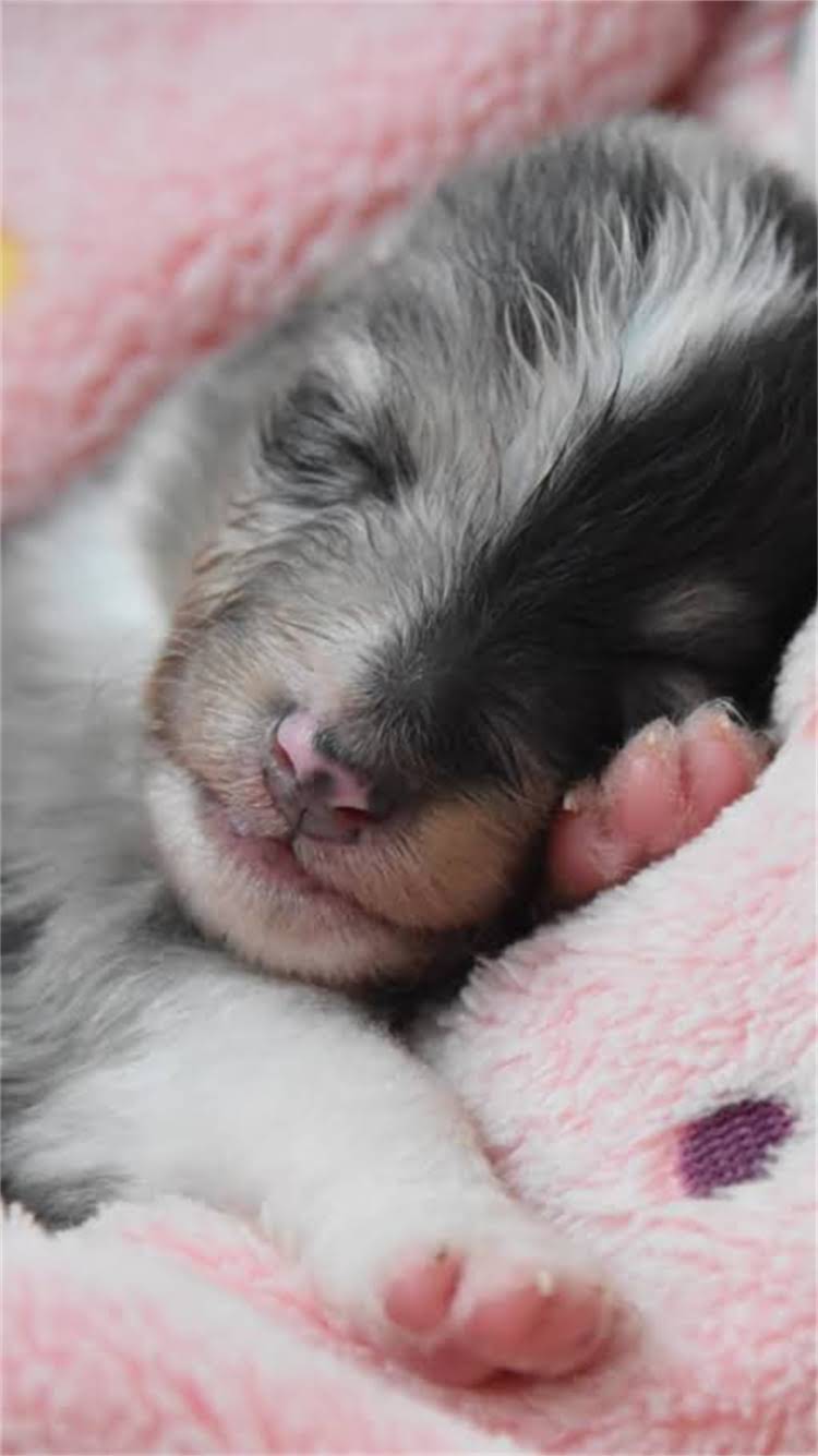 图片 🔍猫咪吃了会中毒吗？3步判断+正确处理方法！附猫粮过期全攻略1.jpg