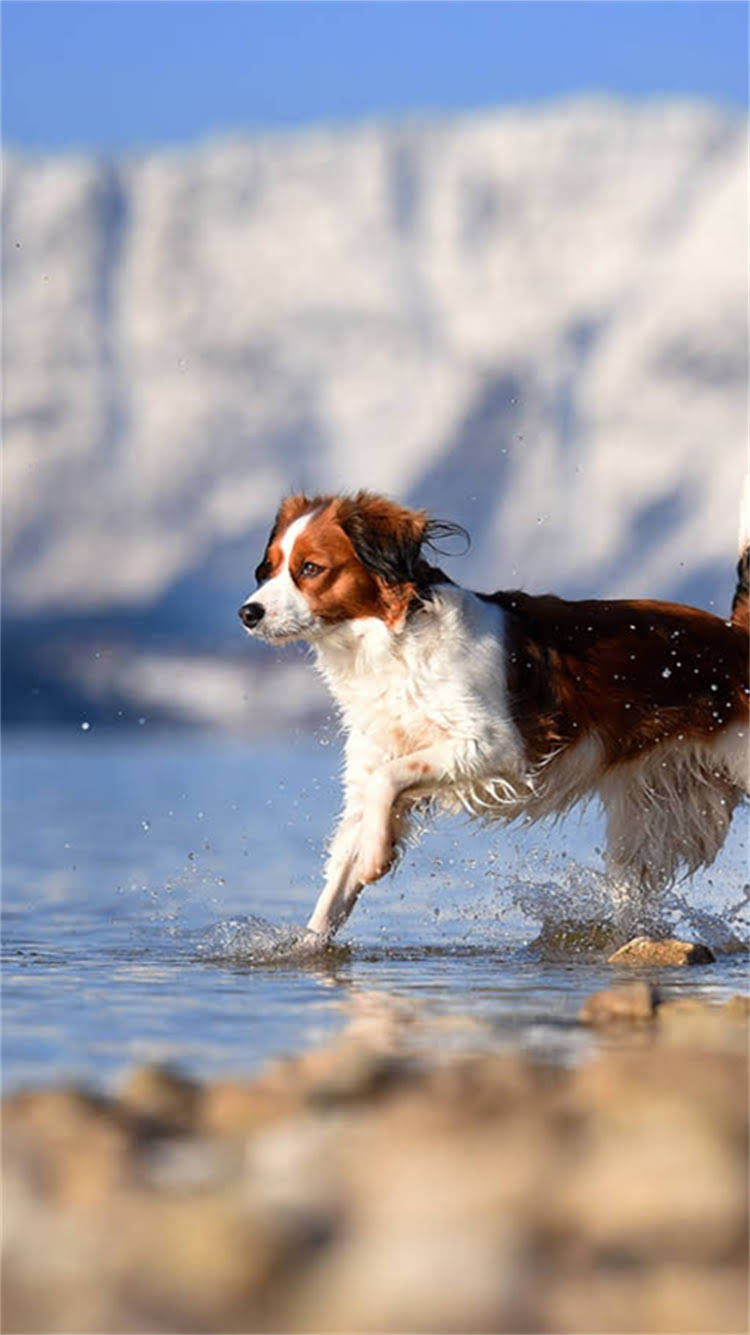 图片 🔍猫咪吃了会中毒吗？3步判断+正确处理方法！附猫粮过期全攻略2.jpg