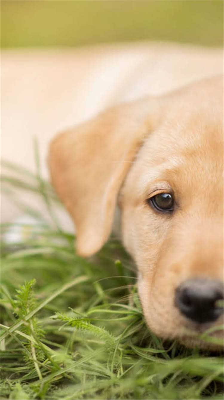 图片 🔍纯种拉布拉多母犬如何挑选？5大关键指标+饲养指南，新手必看！.jpg