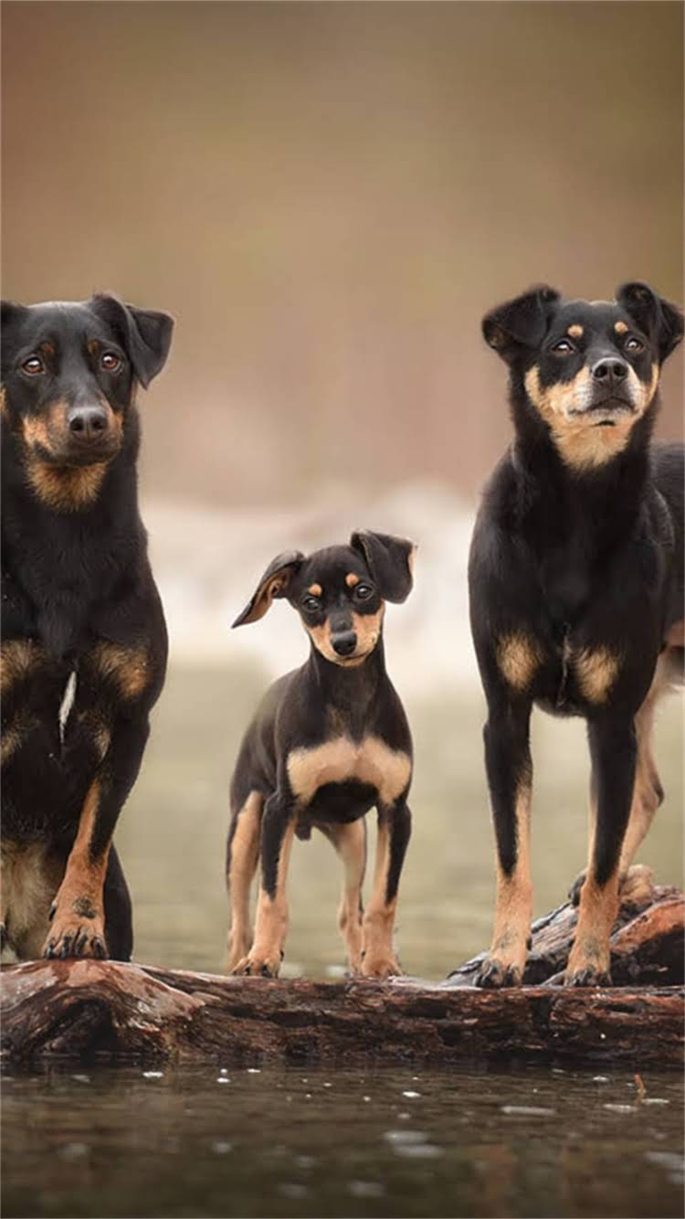 图片 🔍纯种泰迪犬嘴长标准？嘴长影响健康吗？🐾养泰迪必看干货.jpg