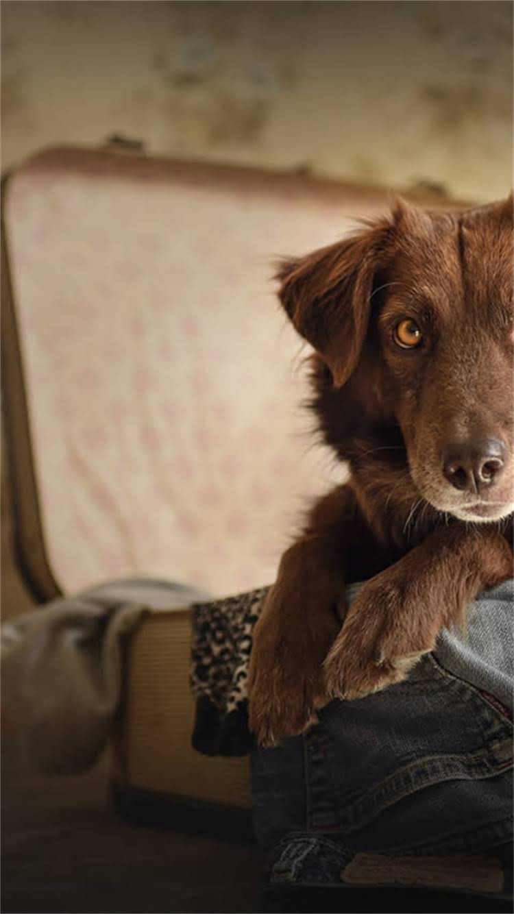 图片 🔍纯种泰迪犬嘴长标准？嘴长影响健康吗？🐾养泰迪必看干货1.jpg