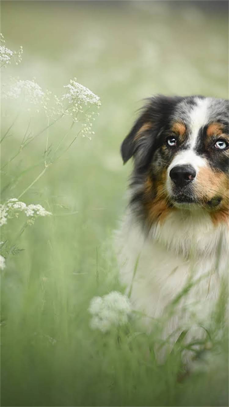 图片 🔍纯种泰迪犬嘴长标准？嘴长影响健康吗？🐾养泰迪必看干货2.jpg