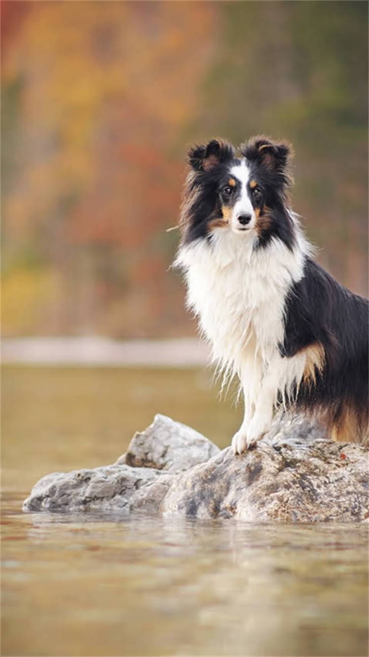 图片 🔍萨摩耶新手必看！从领养到喂养全攻略（附避坑指南）.jpg