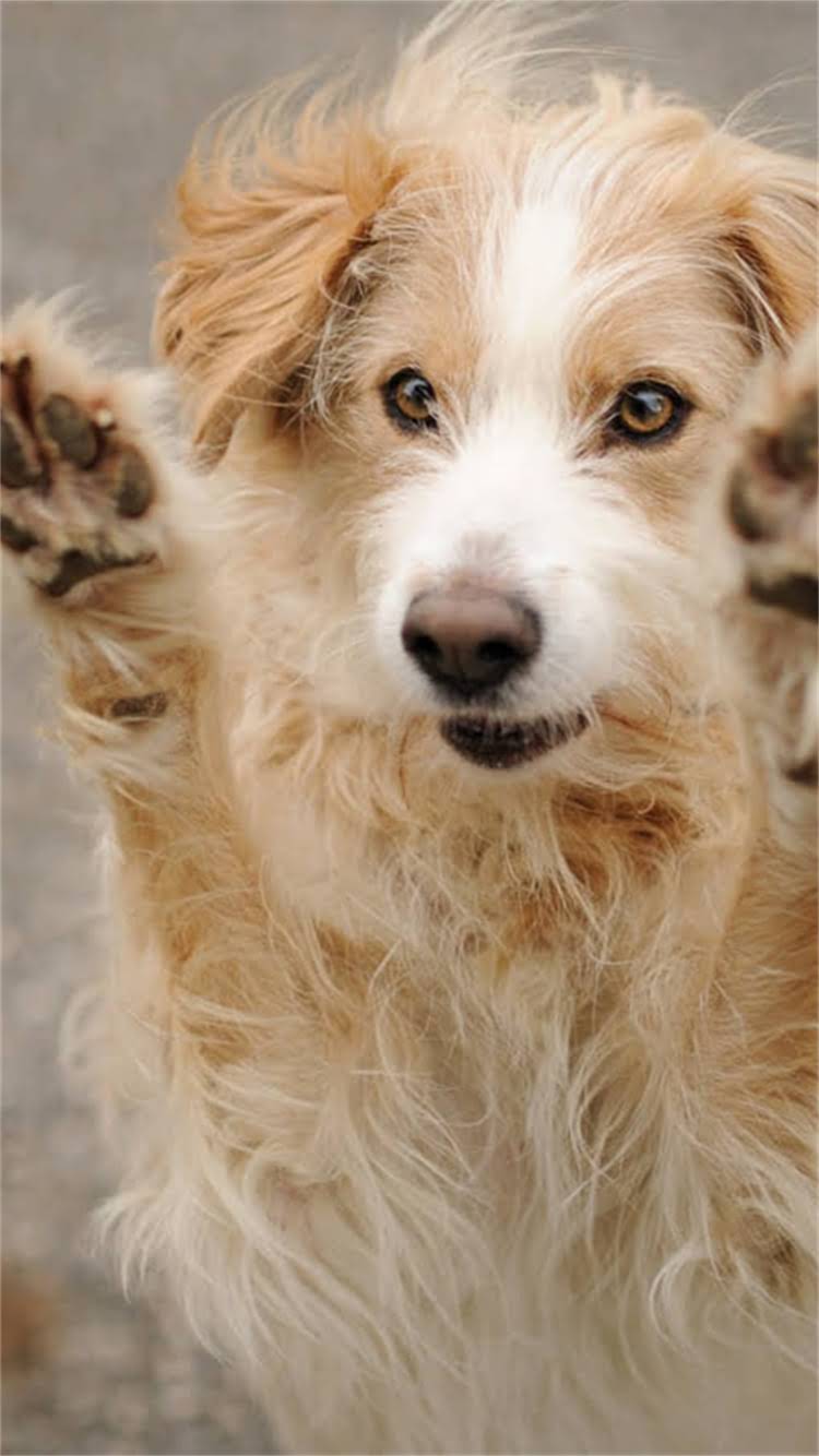 图片 🔍萨摩耶新手必看！从领养到喂养全攻略（附避坑指南）1.jpg