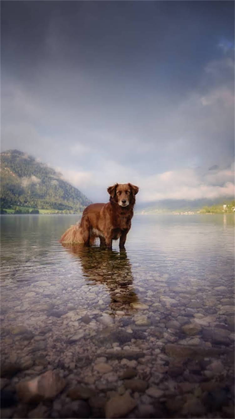 图片 🔍贵宾犬品种全｜3步教你快速辨别标准迷你玩具茶杯贵宾.jpg