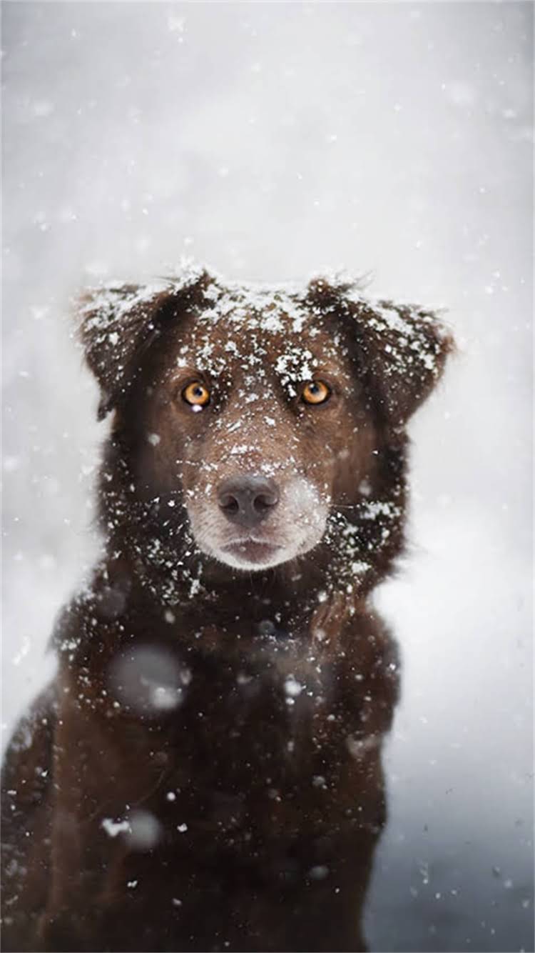 图片 🔍贵宾犬品种全｜3步教你快速辨别标准迷你玩具茶杯贵宾2.jpg