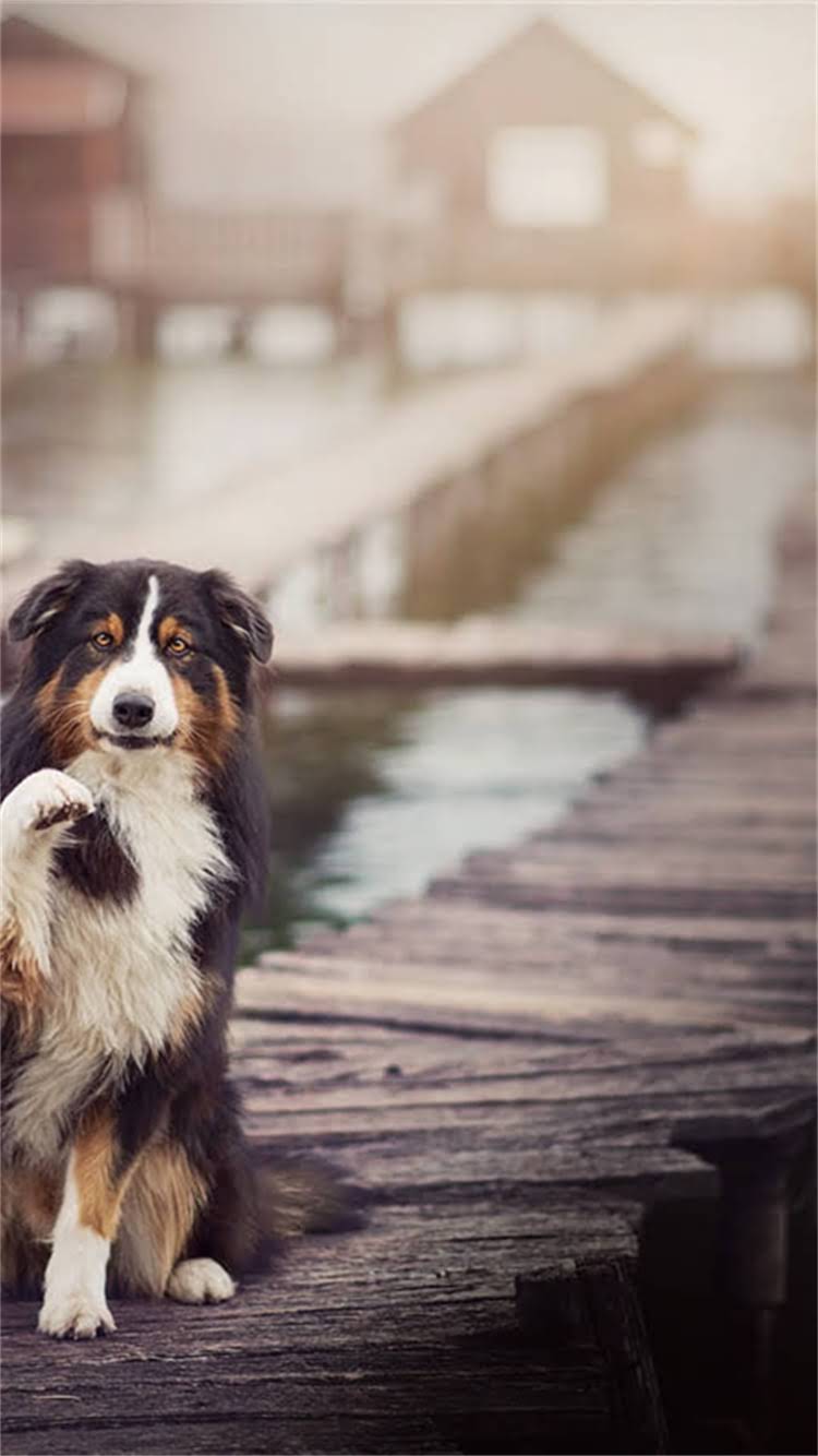 图片 🔥1个月大哈士奇拉稀怎么办？幼犬腹泻急救指南+护理禁忌清单（附专业兽医建议）1.jpg