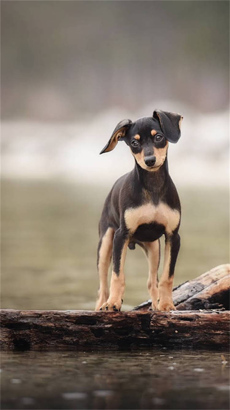 图片 🔥一岁卡斯罗训练全攻略｜1-3月关键期+行为矫正+服从性训练｜附训练视频教程.jpg