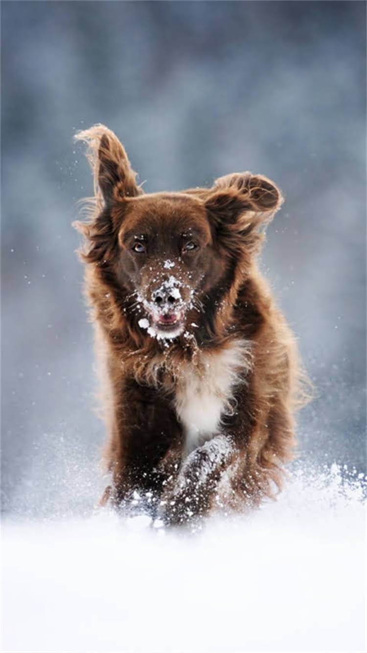 图片 🔥全球猫粮推荐TOP5国家清单！最新口碑（附选购避坑指南）.jpg