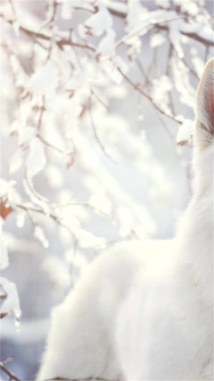 图片 🔥全球猫粮推荐TOP5国家清单！最新口碑（附选购避坑指南）1.jpg