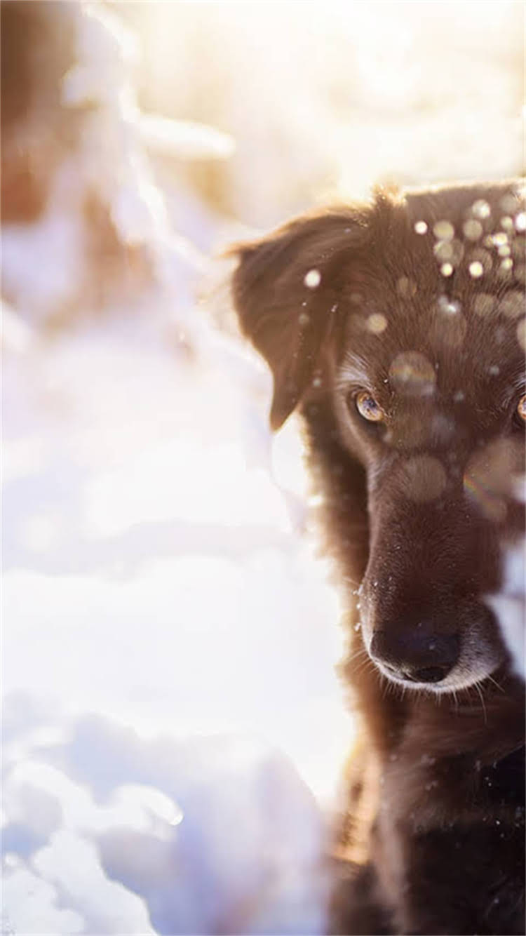 图片 🔥全网最全！黑色断尾拉布拉多养护指南+性格（附对比图）2.jpg