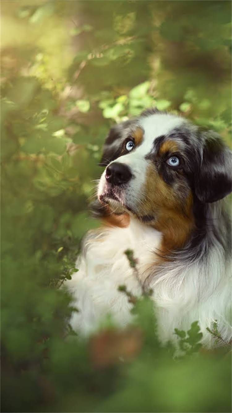 图片 🔥公吉娃娃发情期乱叫怎么办？3步科学应对指南+绝育建议（附真实案例）2.jpg