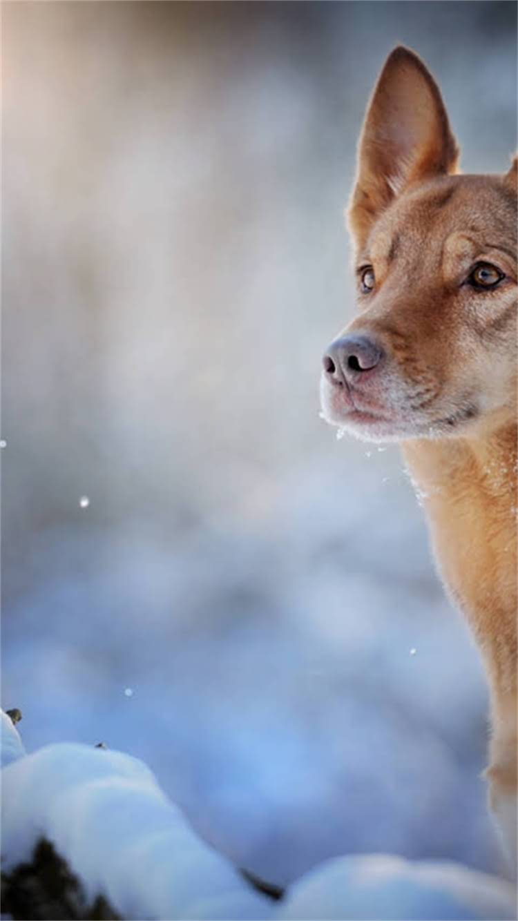 图片 🔥公雪纳瑞VS阿拉斯加：谁才是叫声最震撼的雪国巨无霸？🔥.jpg