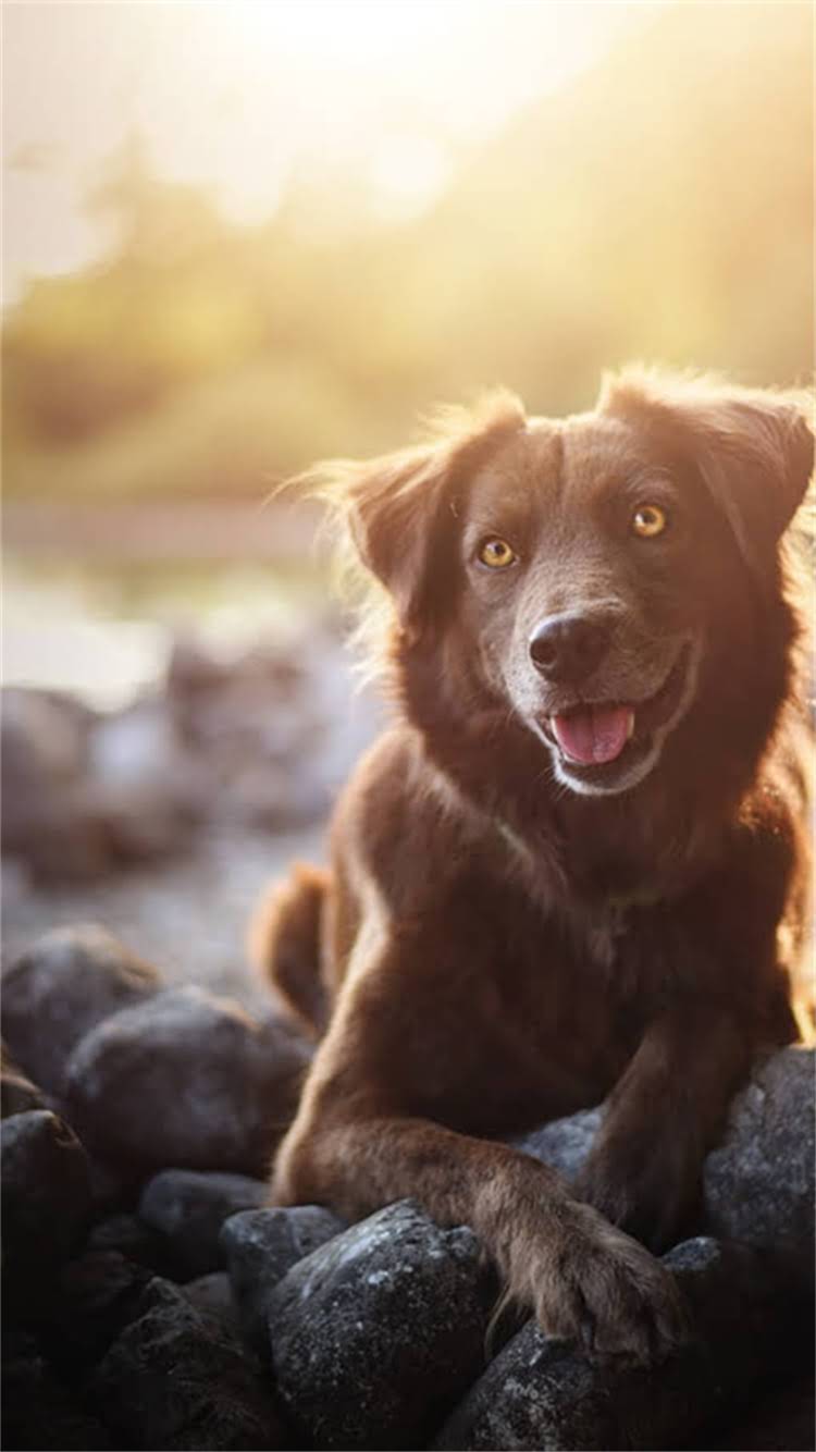 图片 🔥博美一窝多少钱？幼犬价格全攻略+避坑指南（附血统证书疫苗食盆清单）.jpg