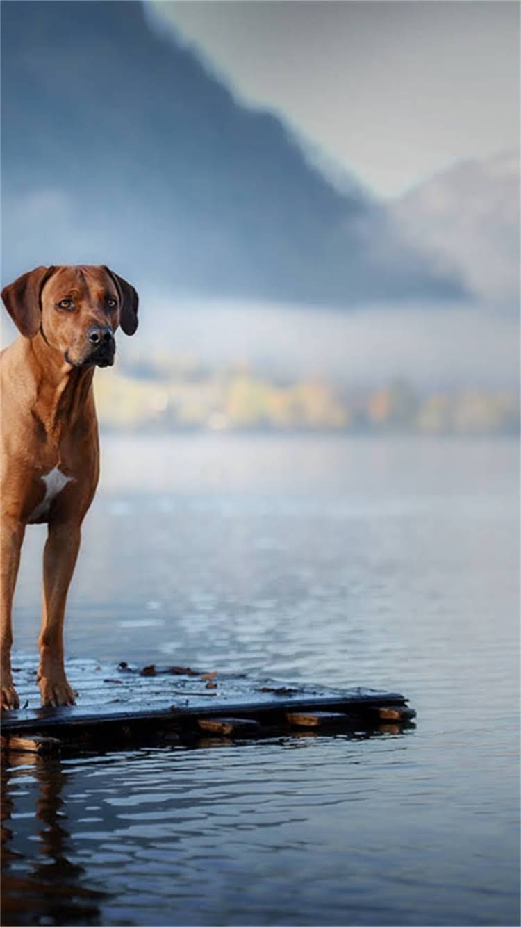 图片 🔥博美一窝多少钱？幼犬价格全攻略+避坑指南（附血统证书疫苗食盆清单）1.jpg