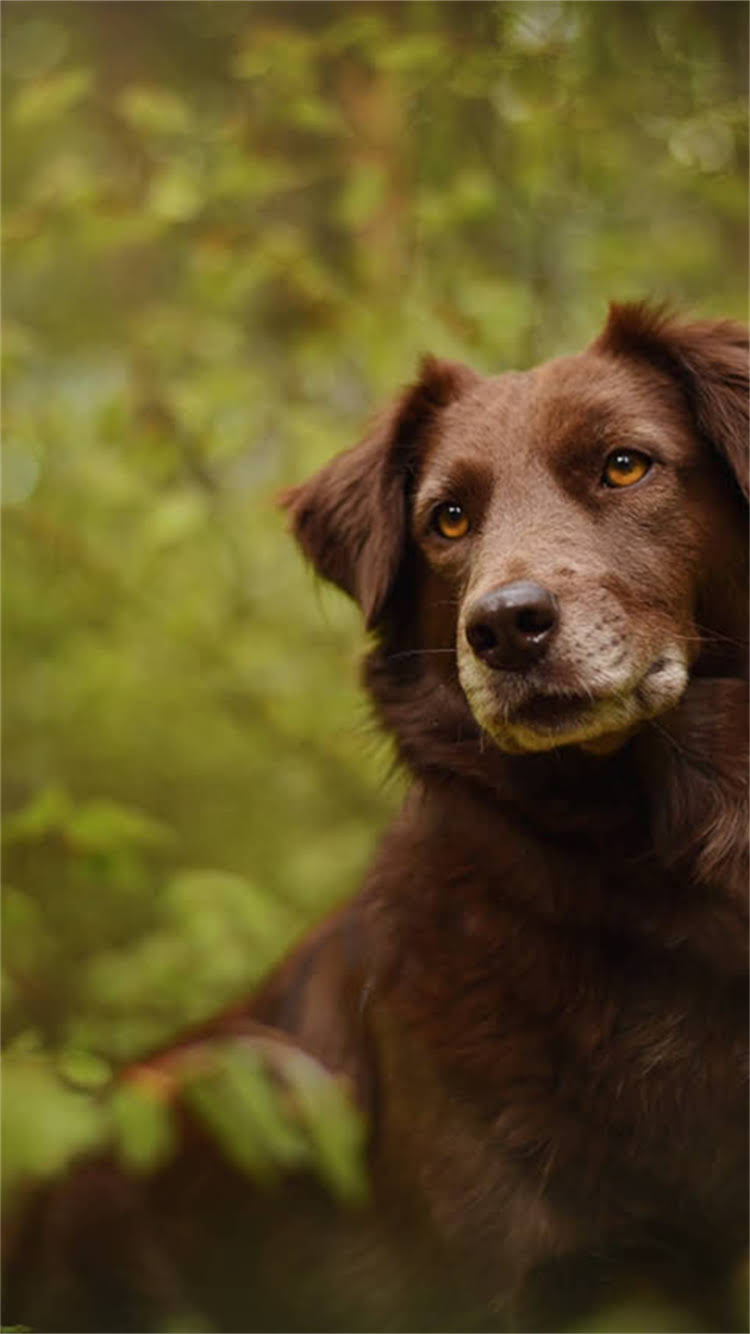 图片 🔥博美一窝多少钱？幼犬价格全攻略+避坑指南（附血统证书疫苗食盆清单）2.jpg