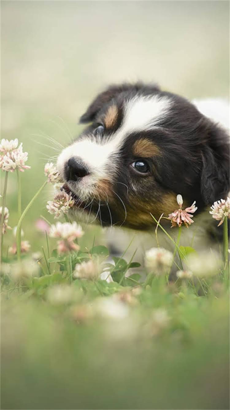 图片 🔥博美幼犬胆小到崩溃？3周矫正指南+保姆级饲养手册🐾1.jpg