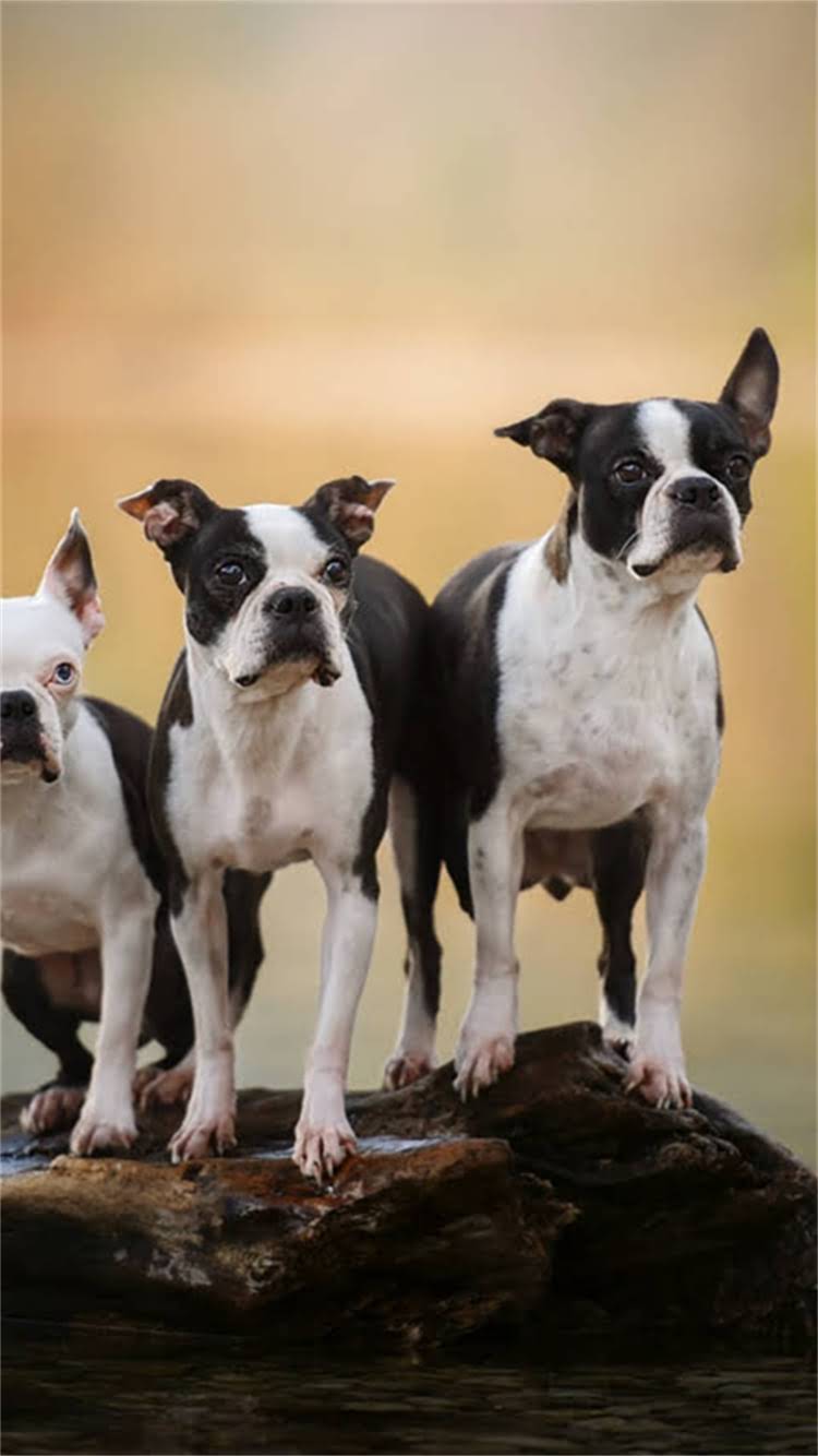 图片 🔥博美鼻头干到打结不肯吃！新手必看干裂鼻头救急指南+全年护理手册🐾.jpg