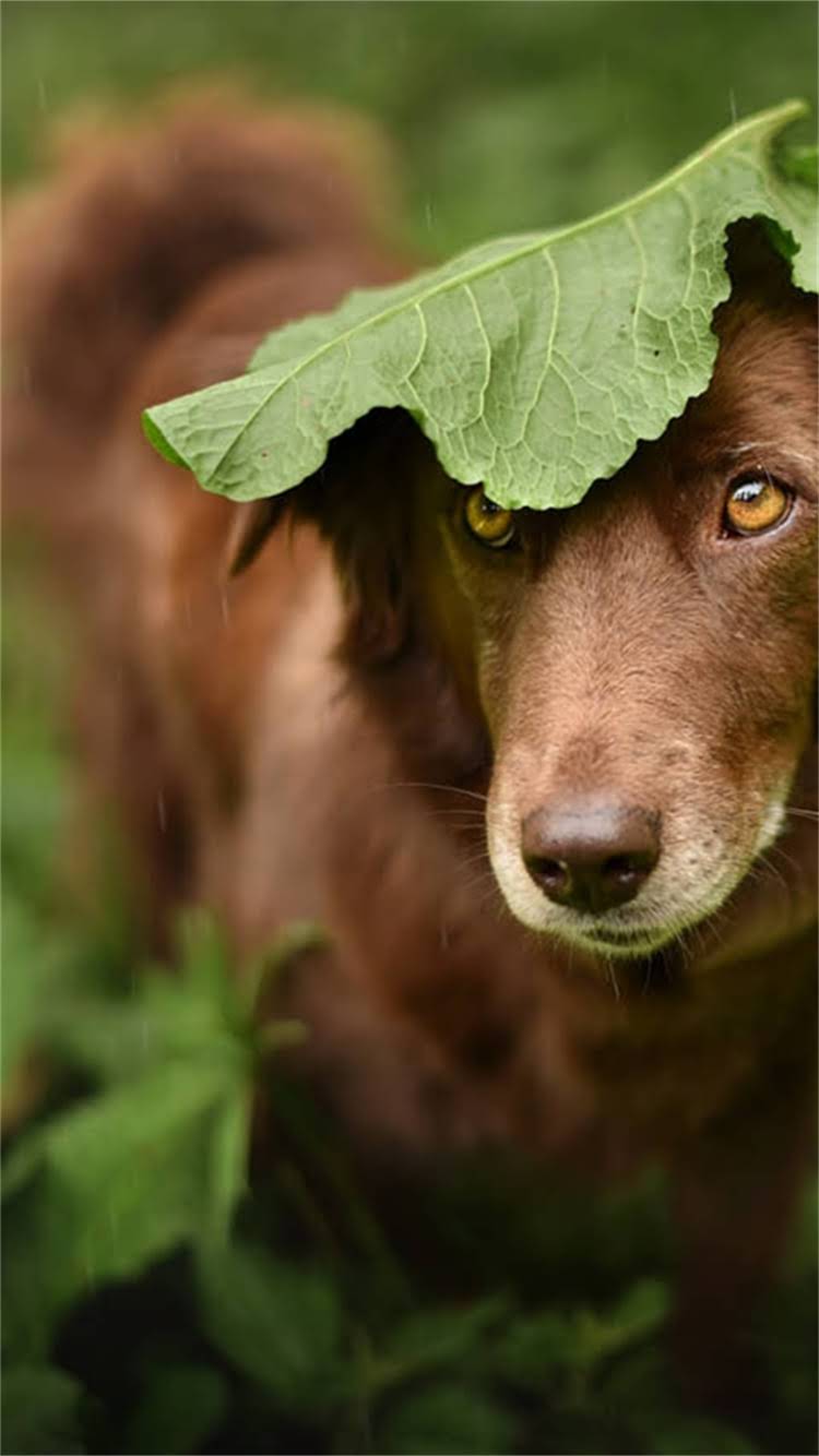 图片 🔥博美鼻头干到打结不肯吃！新手必看干裂鼻头救急指南+全年护理手册🐾2.jpg