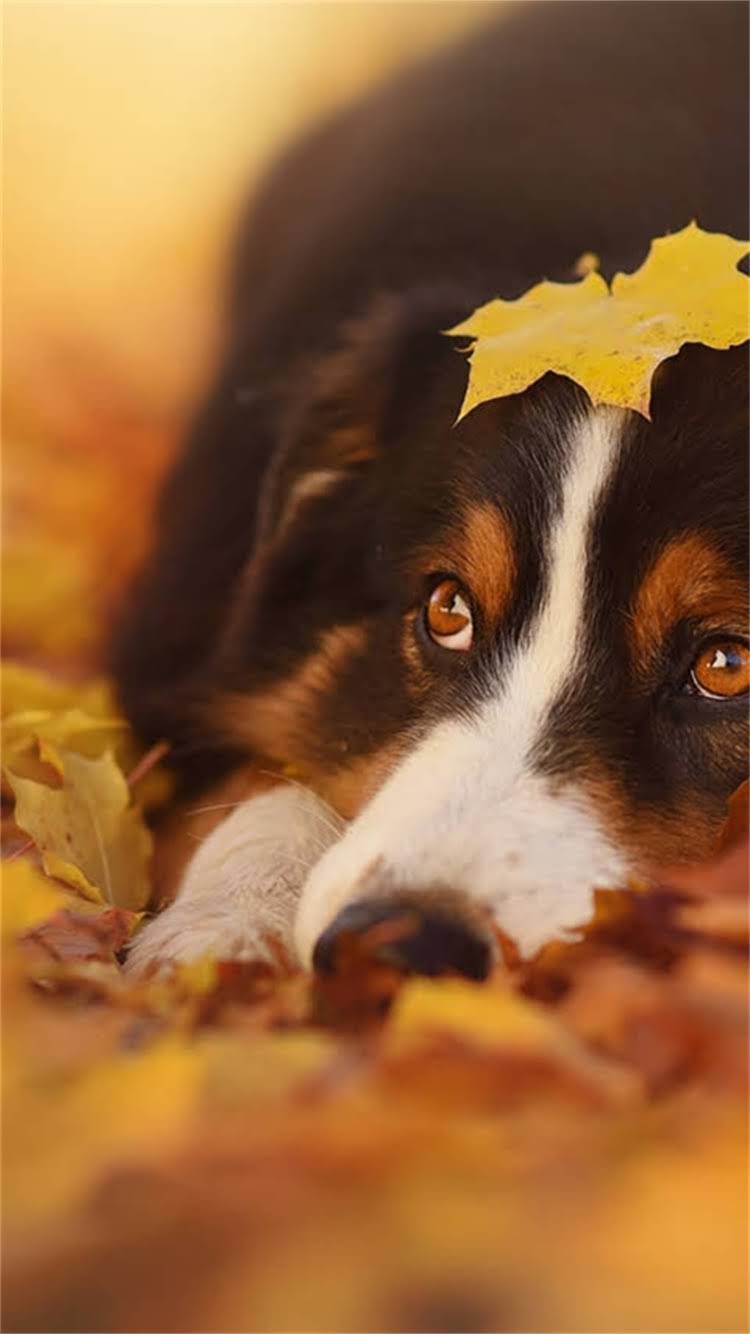 图片 🔥史宾格幼犬训练全攻略｜30天培养高智商伴侣犬🐾.jpg