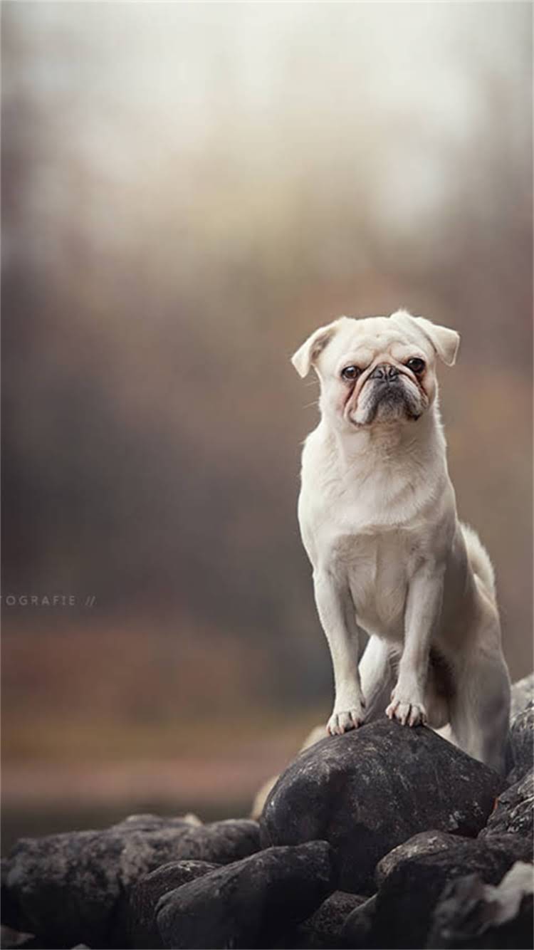 图片 🔥史宾格幼犬训练全攻略｜30天培养高智商伴侣犬🐾2.jpg