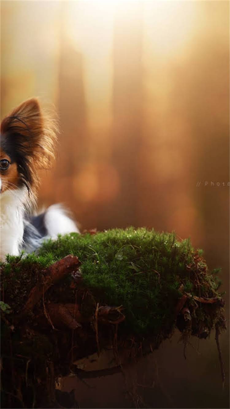 图片 🔥吉娃娃价格表+科学定价公式｜新手养宠必看避坑指南🐾1.jpg