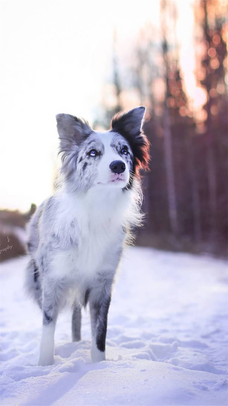 图片 🔥吉娃娃价格表+科学定价公式｜新手养宠必看避坑指南🐾2.jpg