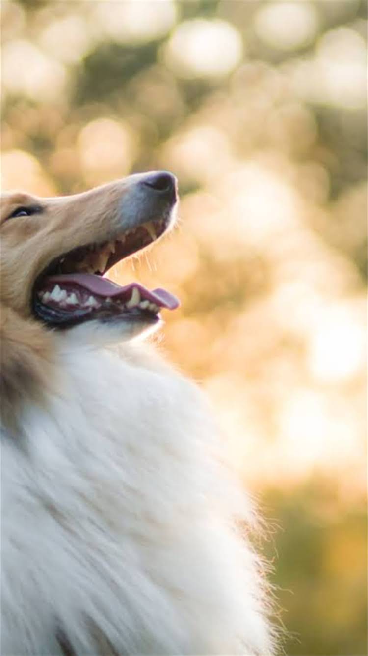 图片 🔥吉娃娃价格表+饲养成本全💰最新参考价+避坑指南1.jpg