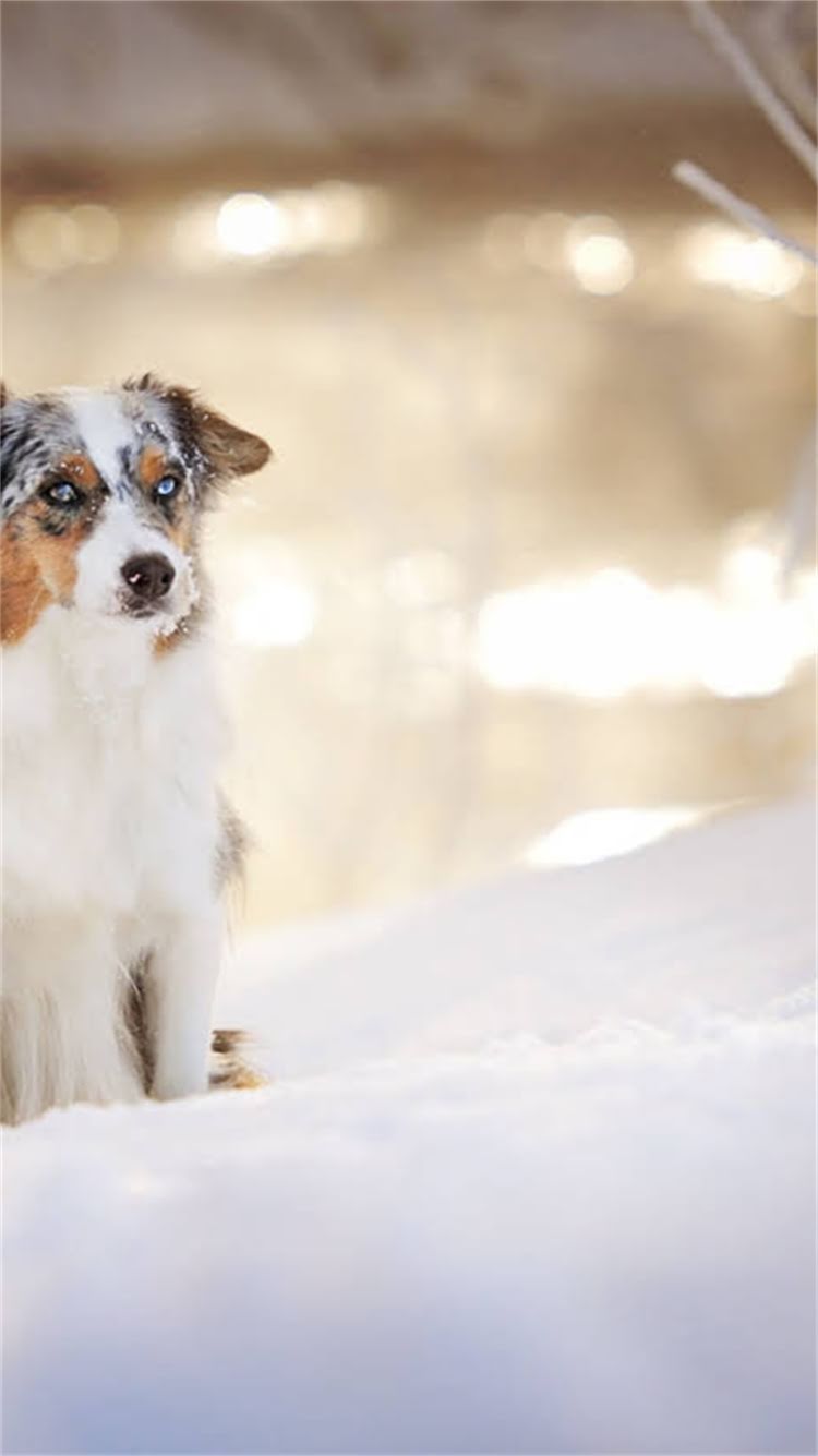 图片 🔥吉娃娃价格表+饲养成本全💰最新参考价+避坑指南2.jpg