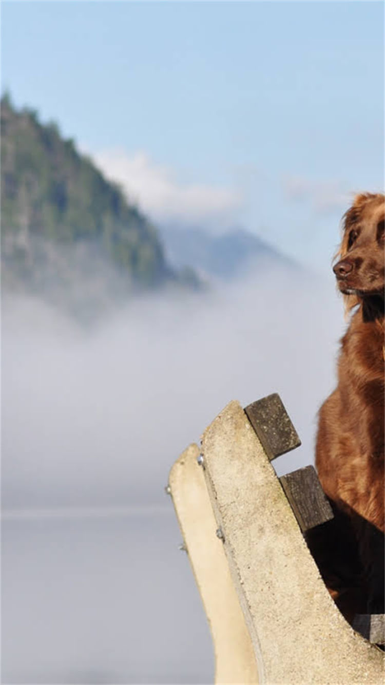 图片 🔥吉娃娃博美串串起名全攻略混血犬种名字怎么取最显高级？附超萌案例+避坑指南🐾2.jpg