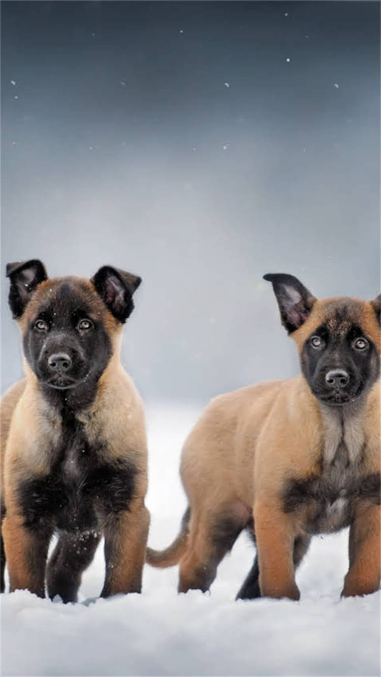 图片 🔥哈士奇×拉布拉多混血神犬测评！串串的隐藏技能和养护秘籍🐾.jpg